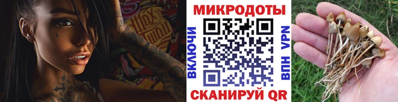 где можно купить наркотик  Ельня  Галлюциногенные грибы Magic Shrooms 